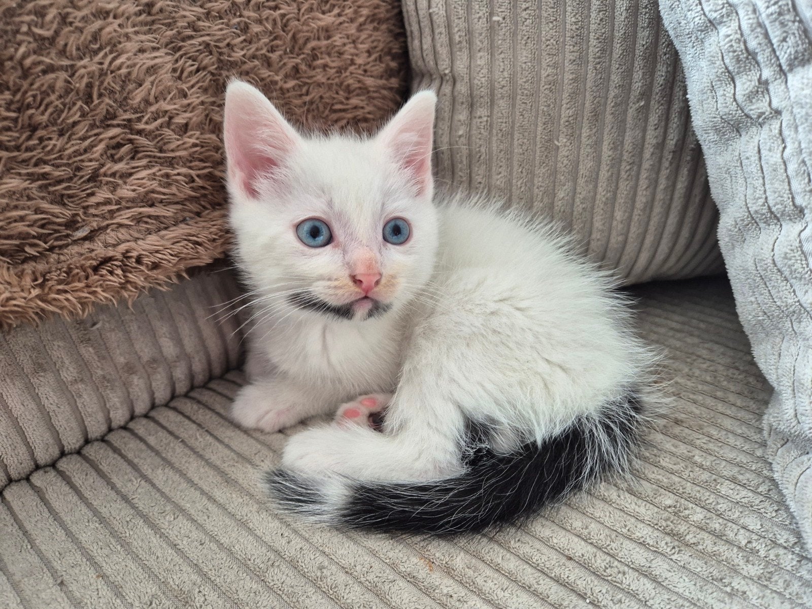 Maine Coon kruising kitten, Kater, Ontwormd, 0 tot 2 jaar