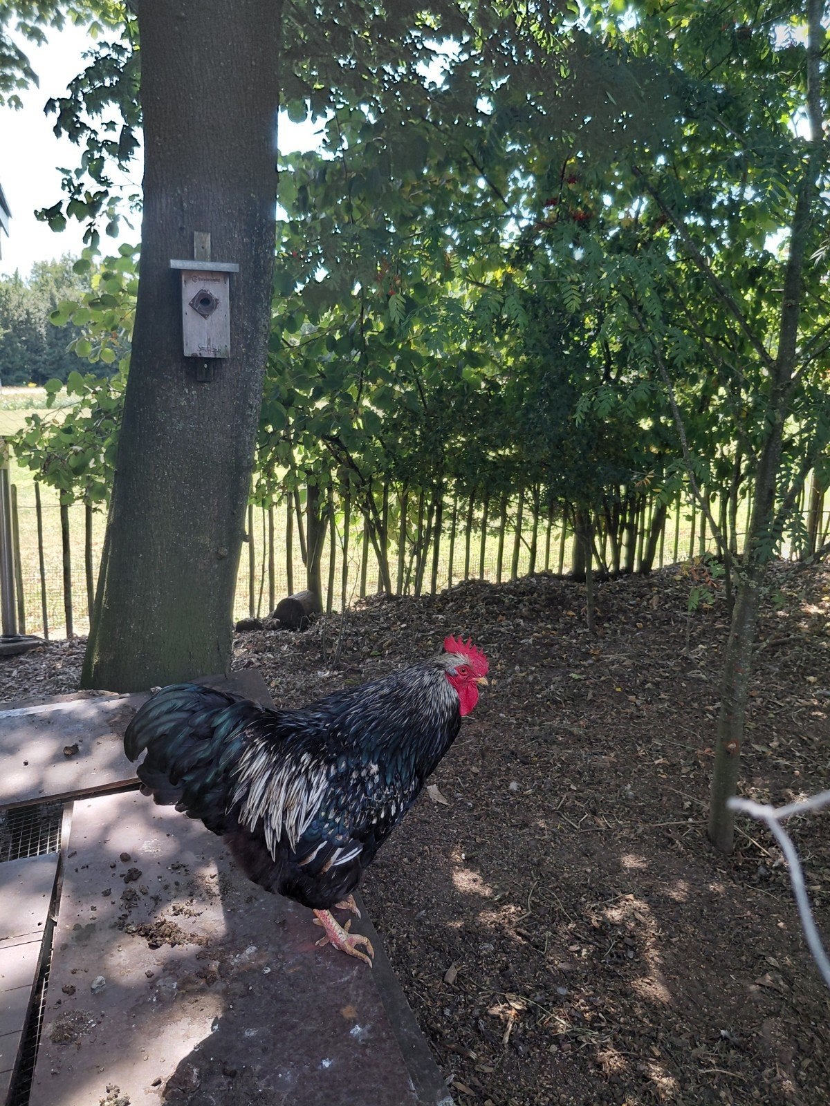 Barnevelder zilver dubbelgezoomd hanen, Mannelijk, Kip