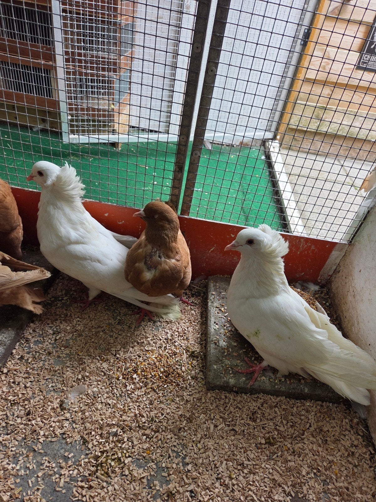Montauban duiven, Dieren en Toebehoren, Vogels | Duiven, Meerdere dieren, Overige soorten
