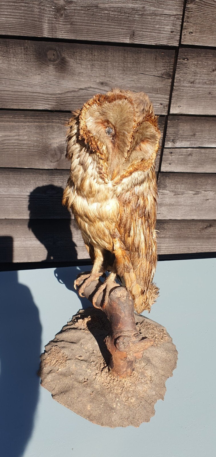 opgezette uil, Ophalen of Verzenden