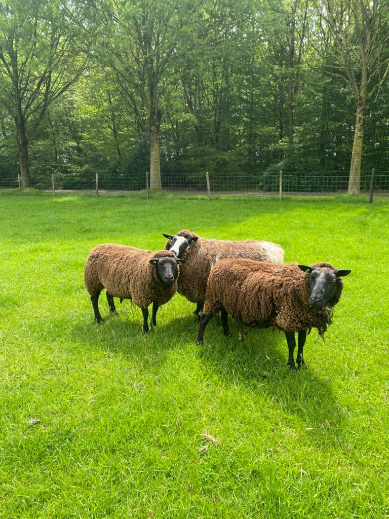 Te koop 3 mooie schapen, Dieren en Toebehoren, Schapen, Geiten en Varkens, Vrouwelijk, Schaap, 3 tot 5 jaar