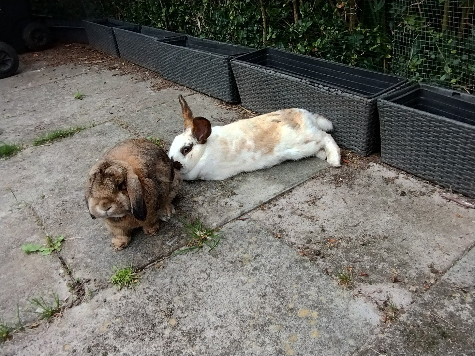 koppel konijnen zoekt fijn huis met ruimte.., Dieren en Toebehoren, Konijnen, Meerdere dieren, Groot