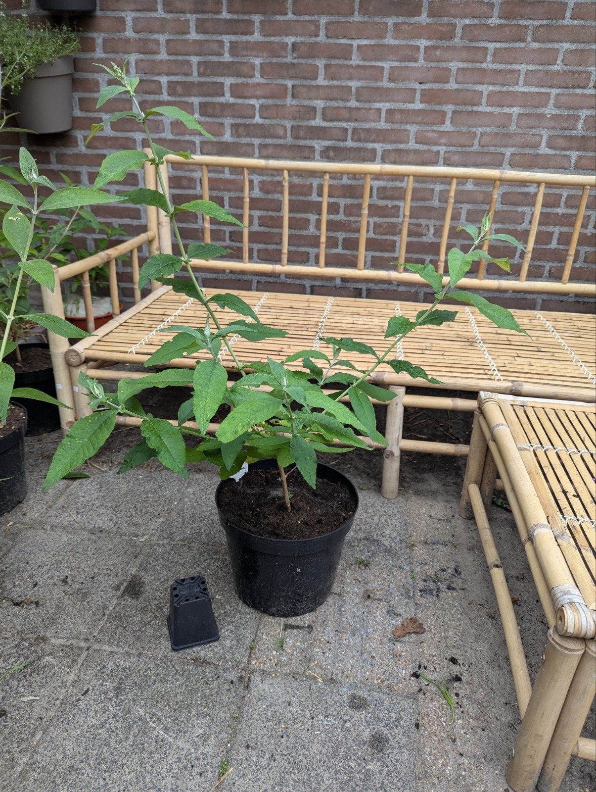 Vlinderstruik Flower Power., Tuin en Terras, Overige soorten, 100 tot 250 cm, Zomer, Ophalen