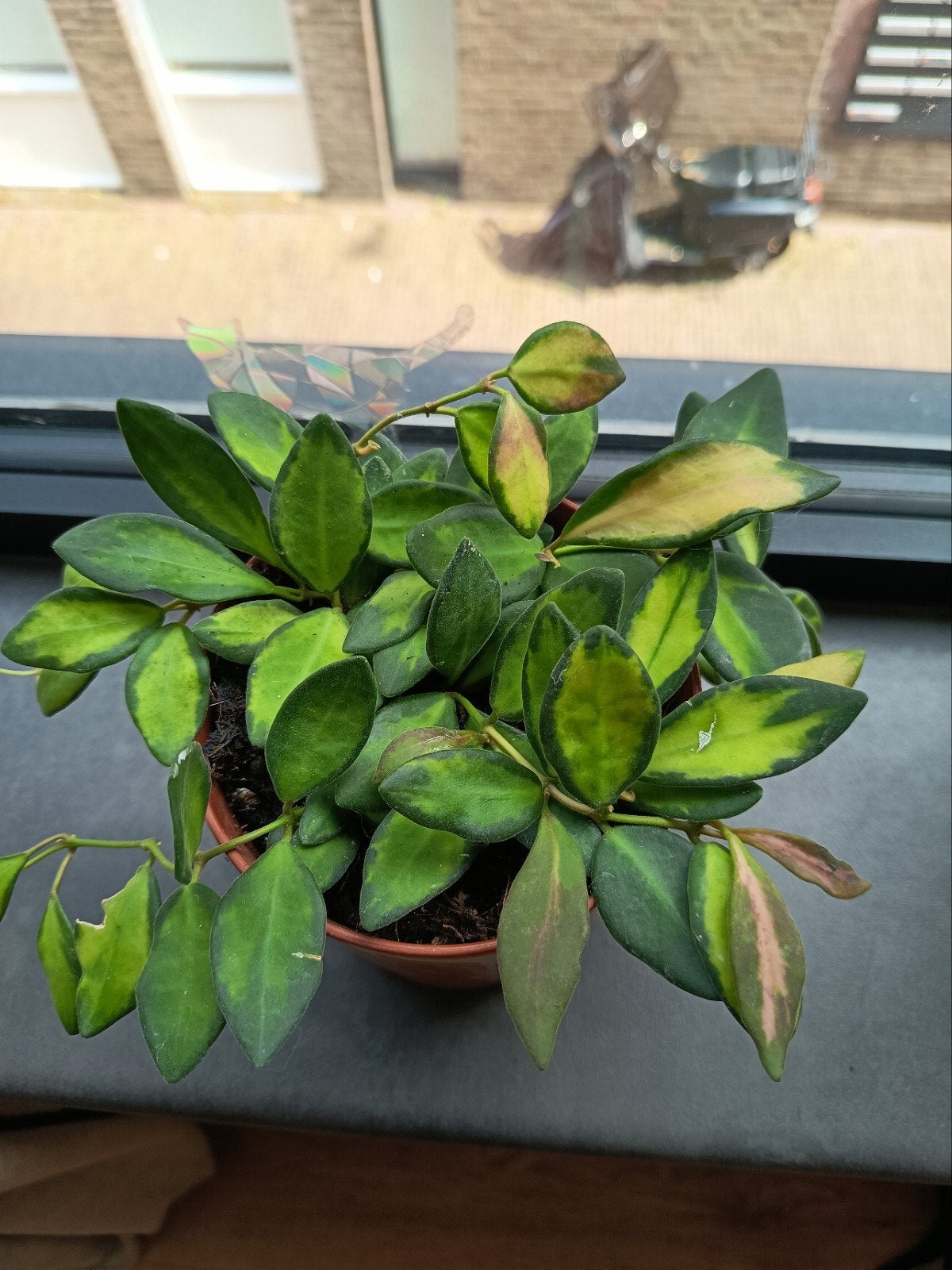 verschillende hoya stekken {Ongeworteld}, Ophalen of Verzenden