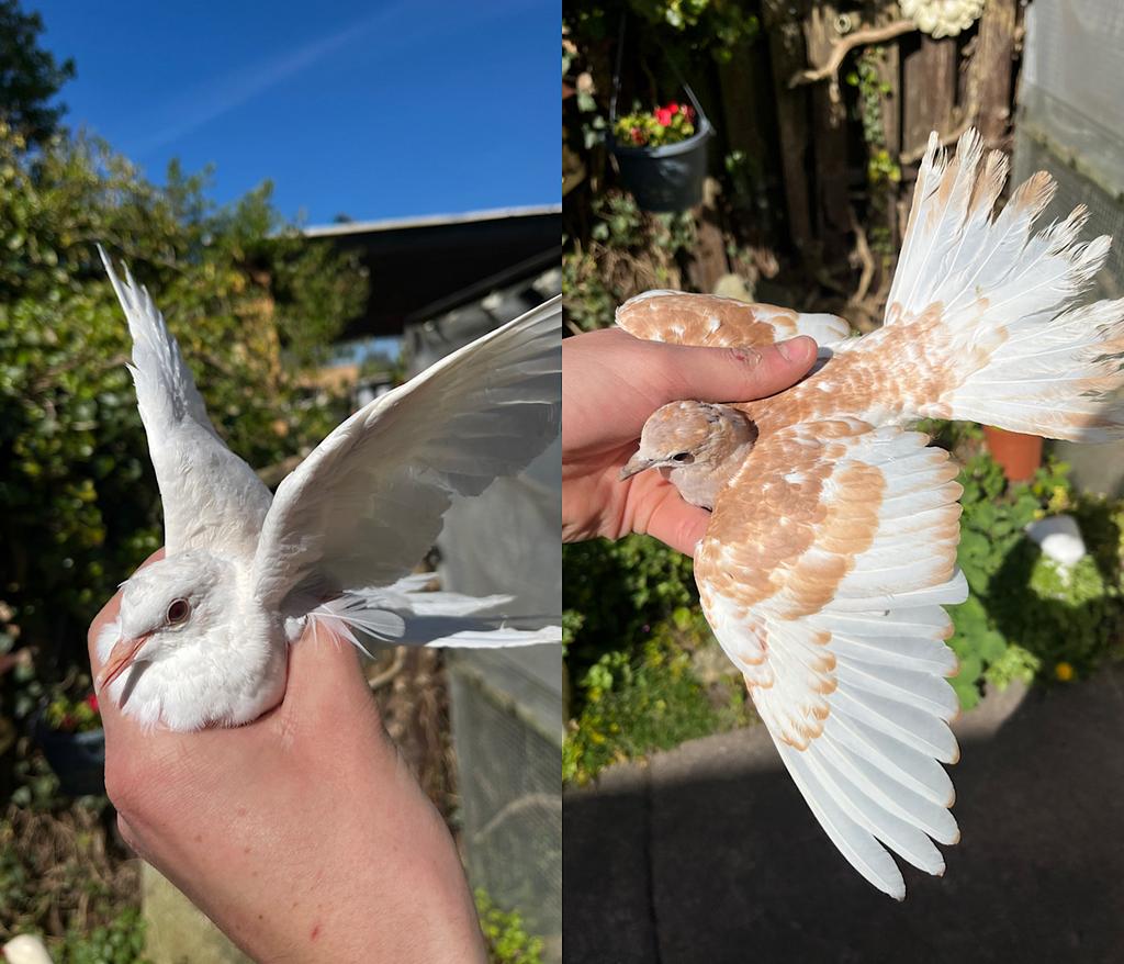 Speciale Tortel Duifjes 1x Wit 2x Bont Geringd, Dieren en Toebehoren, Vogels | Duiven, Meerdere dieren, Tortelduif