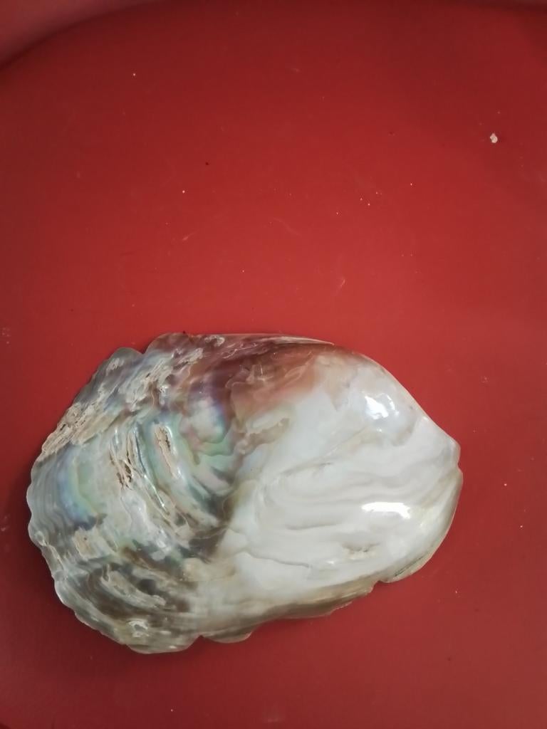 Mooi bewerkte parelmoer schelp - 16,5 cm, Ophalen of Verzenden, Gebruikt