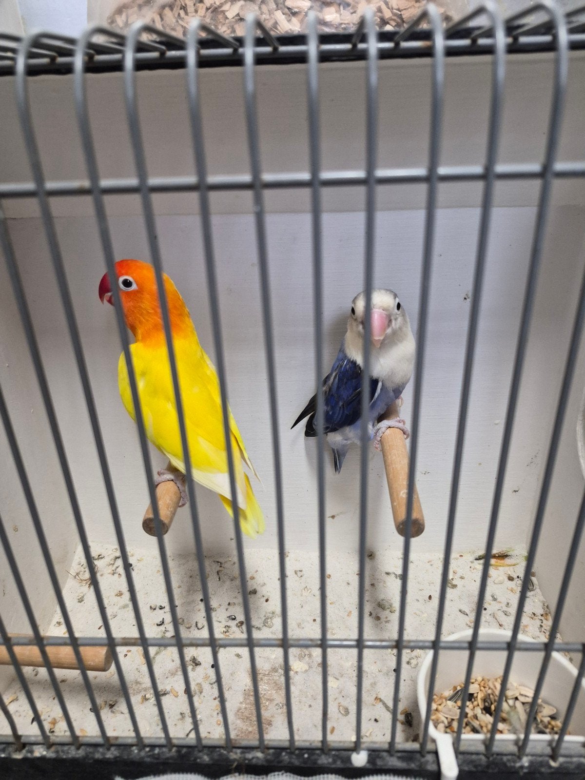 kweekkoppel fischeri agapornis, Dieren en Toebehoren, Vogels | Parkieten en Papegaaien, Meerdere dieren, Dwergpapegaai of Agapornis