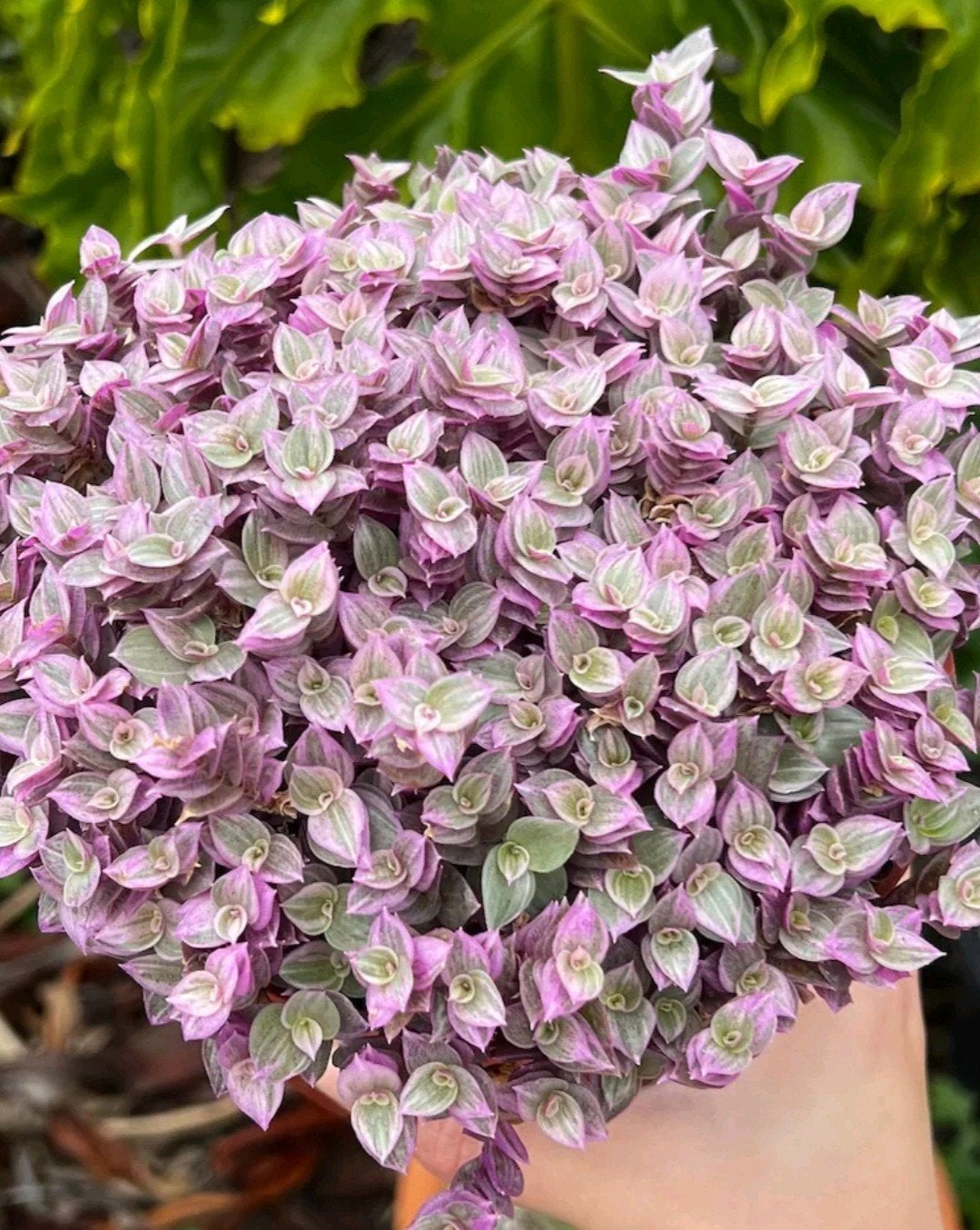 tradescantia pink lady, Ophalen, Overige soorten, Halfschaduw, In pot