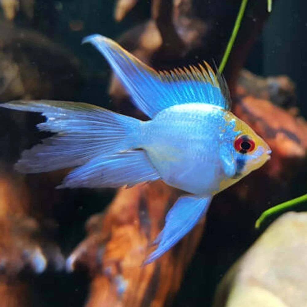 Blue Ramirezi Ballon Longfin (Mikrogeophagus ramirezi), Vis, Zoetwatervis