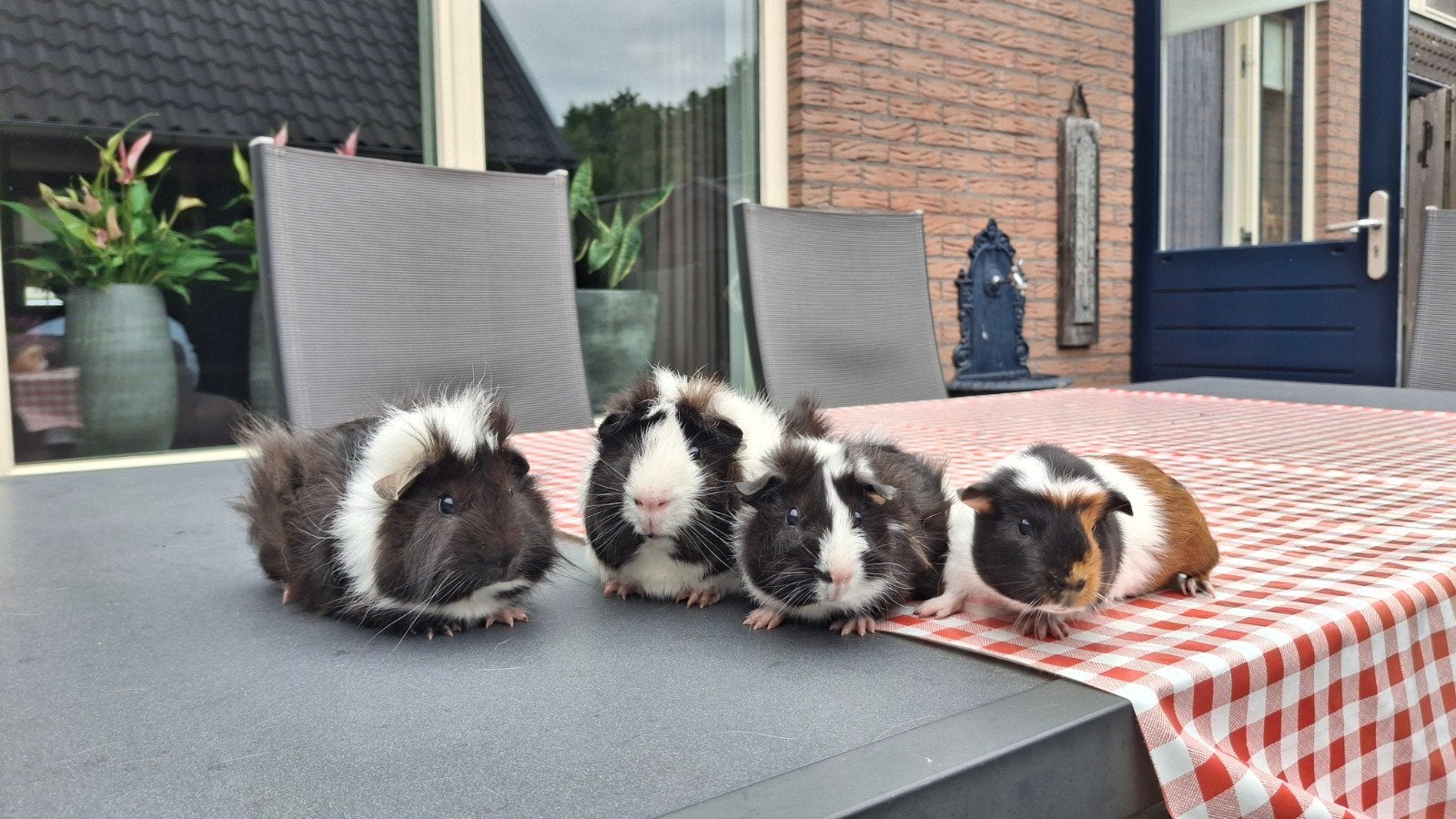 Cavia te koop, Dieren en Toebehoren, Knaagdieren, Cavia, Mei, Meerdere dieren, Tam