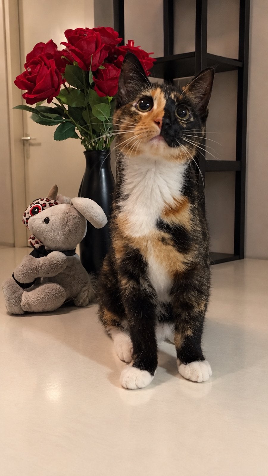 Mooie aparte lapjes kat 4 maanden oud, Dieren en Toebehoren, Poes, Kortharig, 0 tot 2 jaar