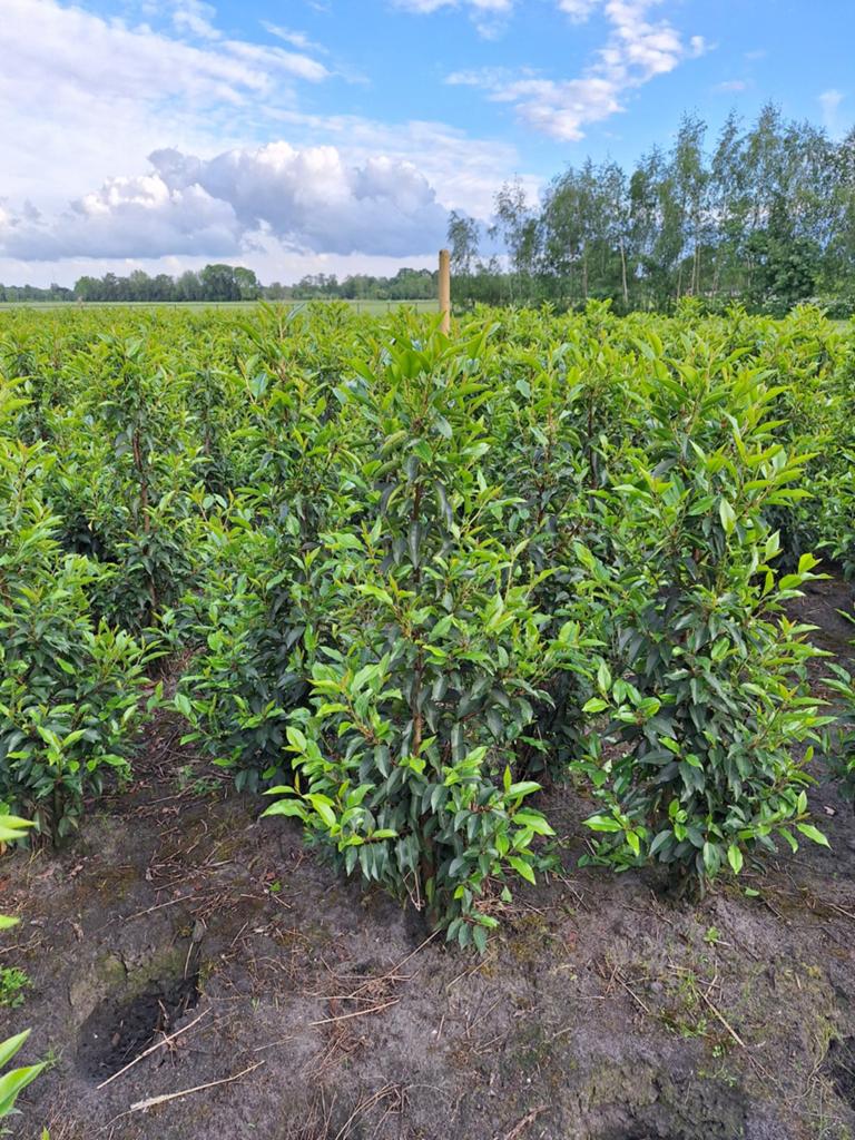 Mooie Portugese laurier 100cm+, Tuin en Terras, Planten | Struiken en Hagen, Ophalen, Laurier, 100 tot 250 cm