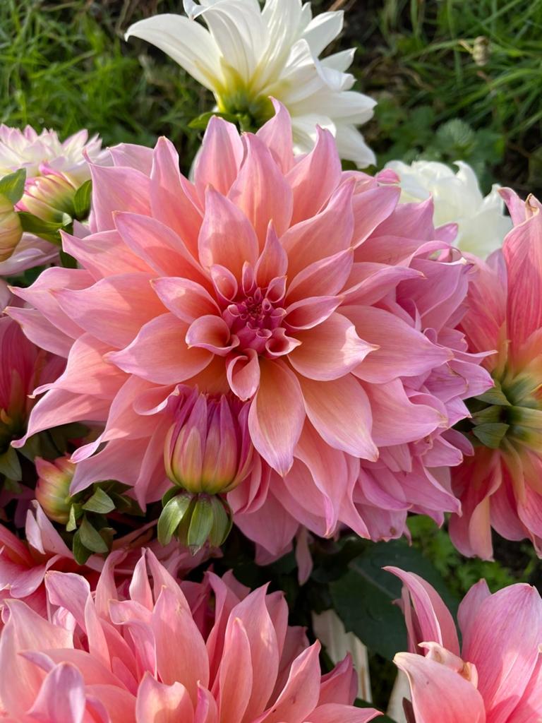 Dahliaknollen te koop - Diverse kleuren en soorten, Ophalen of Verzenden, Voorjaar, Volle zon, Knol