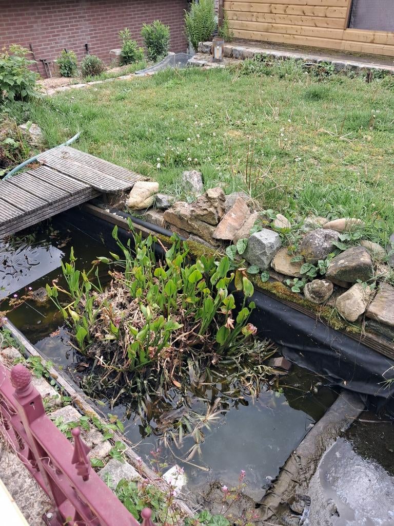 Grote vijver waterplant, Ophalen