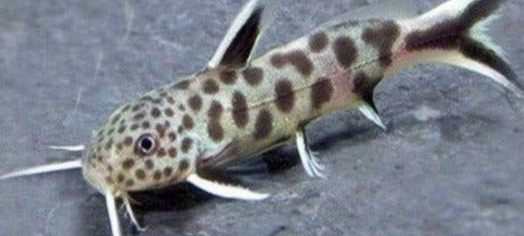 gezocht synodontis vissen