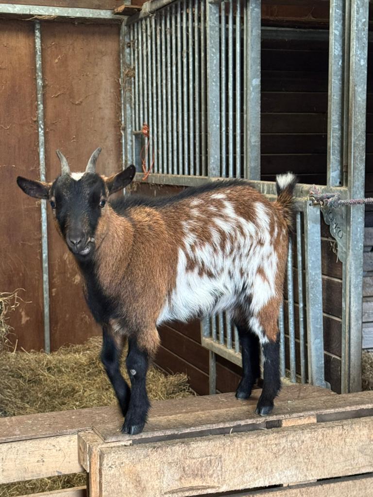 Dwerggeit moeder &dochter, Dieren en Toebehoren, Schapen, Geiten en Varkens, Vrouwelijk, Geit