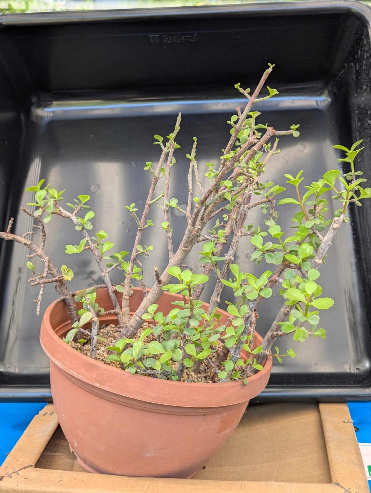 Portulacaria Afra pre-bonsai met dikke stammen, Tuin en Terras, Ophalen of Verzenden