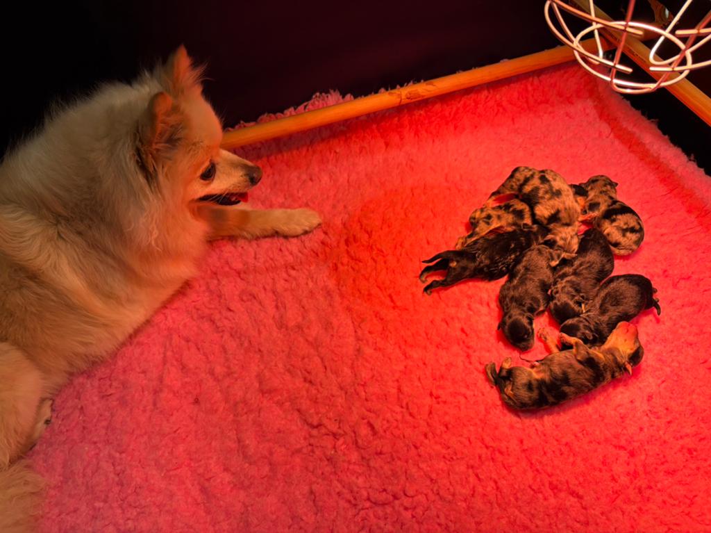 Pomeriaan pups merle tan, black tan, Dieren en Toebehoren, Overige rassen, 8 tot 15 weken, Meerdere, Meerdere dieren