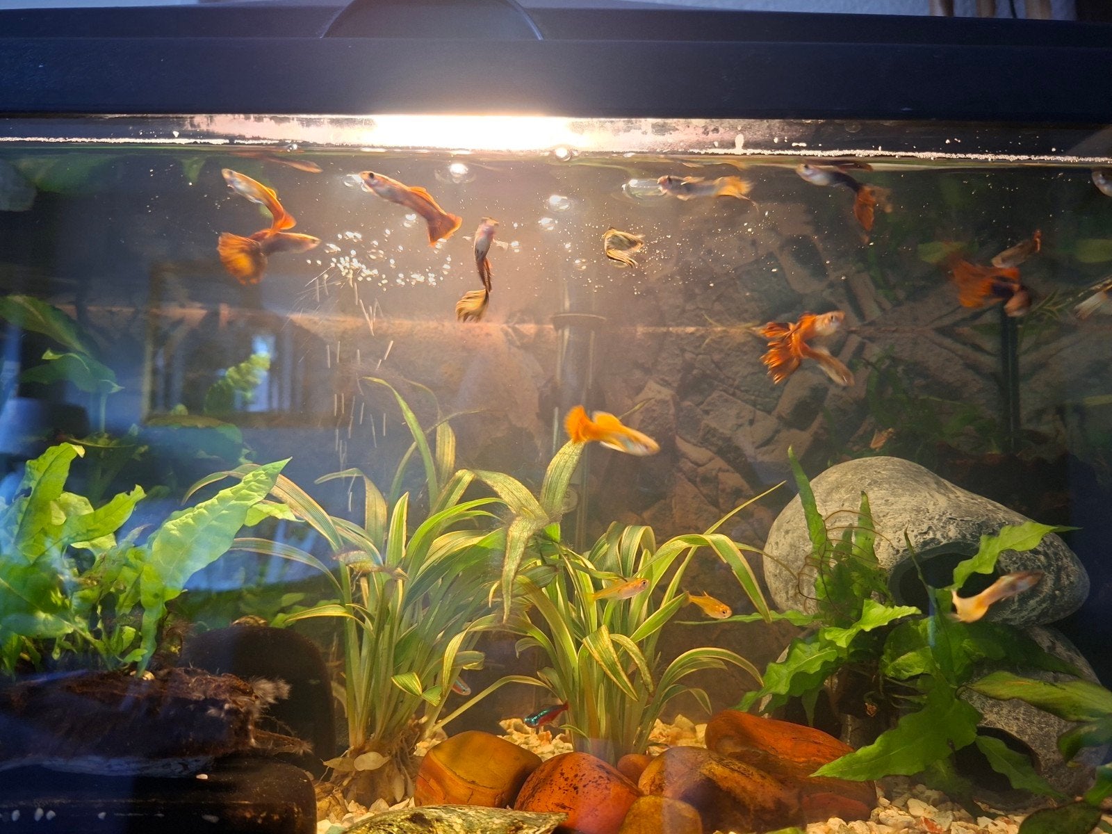 Diverse mooie guppen te koop., Vis, Zoetwatervis