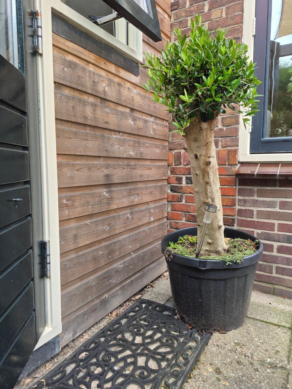 olijfboom, Bloeit niet, 100 tot 250 cm, Olijfboom, Ophalen