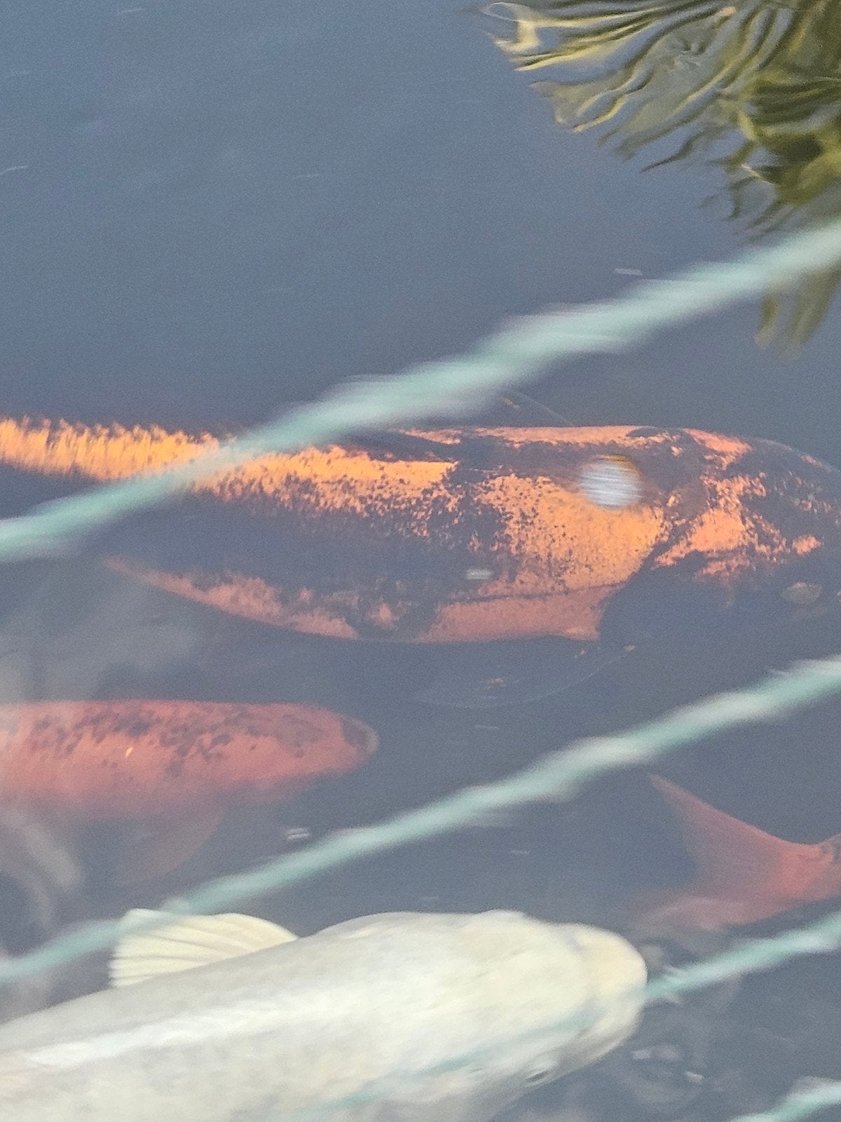 koi karpers, Karper of Koi