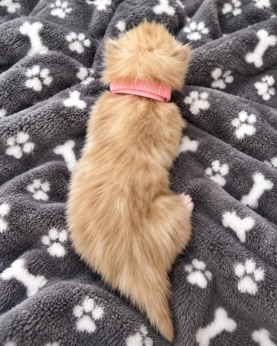 Ragdoll kittens getest. Beschikbaar!, Meerdere dieren