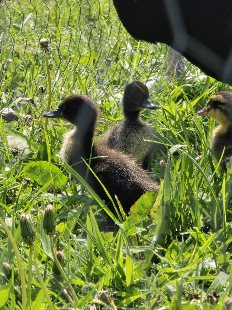 Te koop pas geboren loopeendjes, Dieren en Toebehoren, Pluimvee, Meerdere dieren, Eend