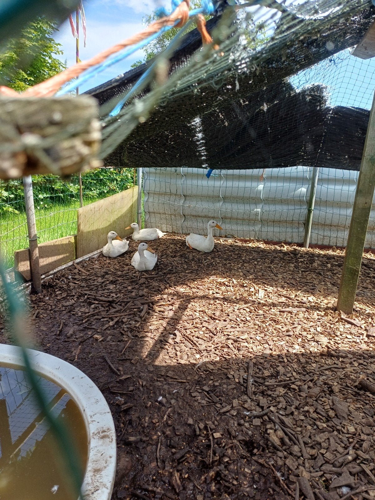 Loopeenden witte., Dieren en Toebehoren, Vogels | Overige Vogels, Meerdere dieren