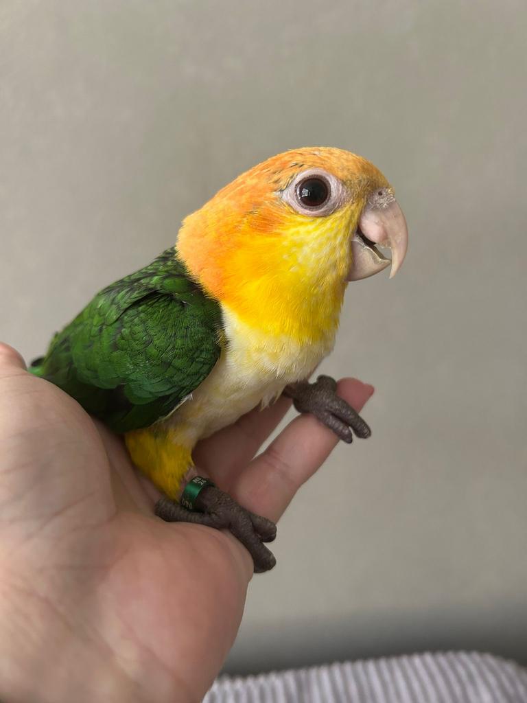Lieve jonge roestkop caique, Dieren en Toebehoren, Vrouwelijk, Papegaai, Geringd