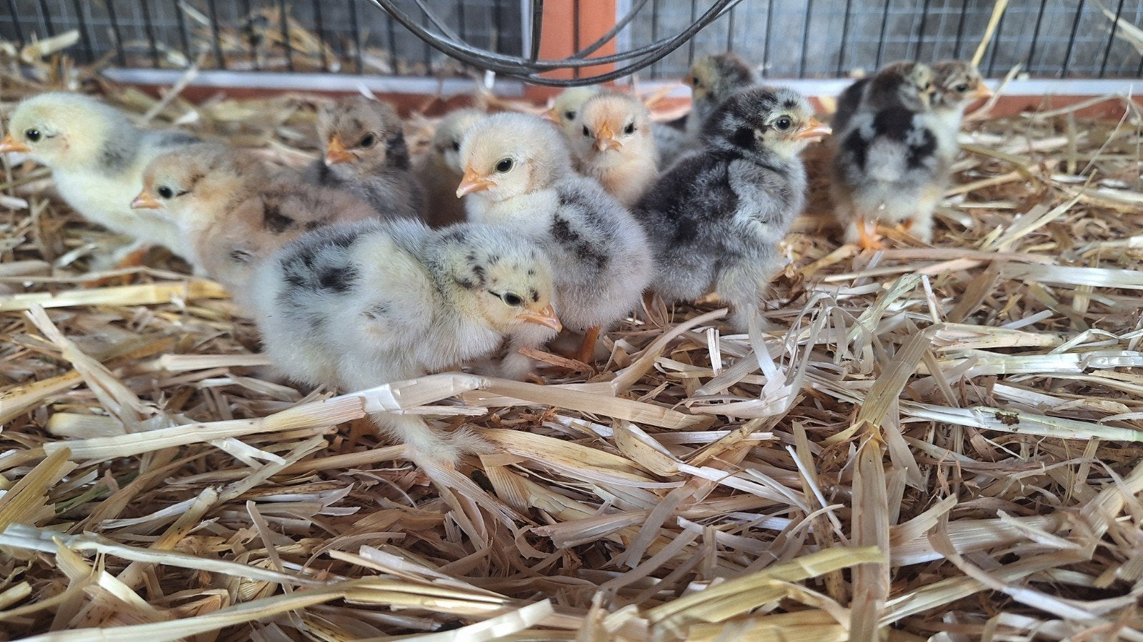 te koop kriel cochin kuikens, Meerdere dieren, Kip