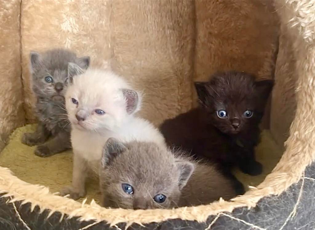 Prachtige kittens zoeken een warme thuis, Dieren en Toebehoren, Katten en Kittens | Raskatten | Langhaar, Meerdere dieren