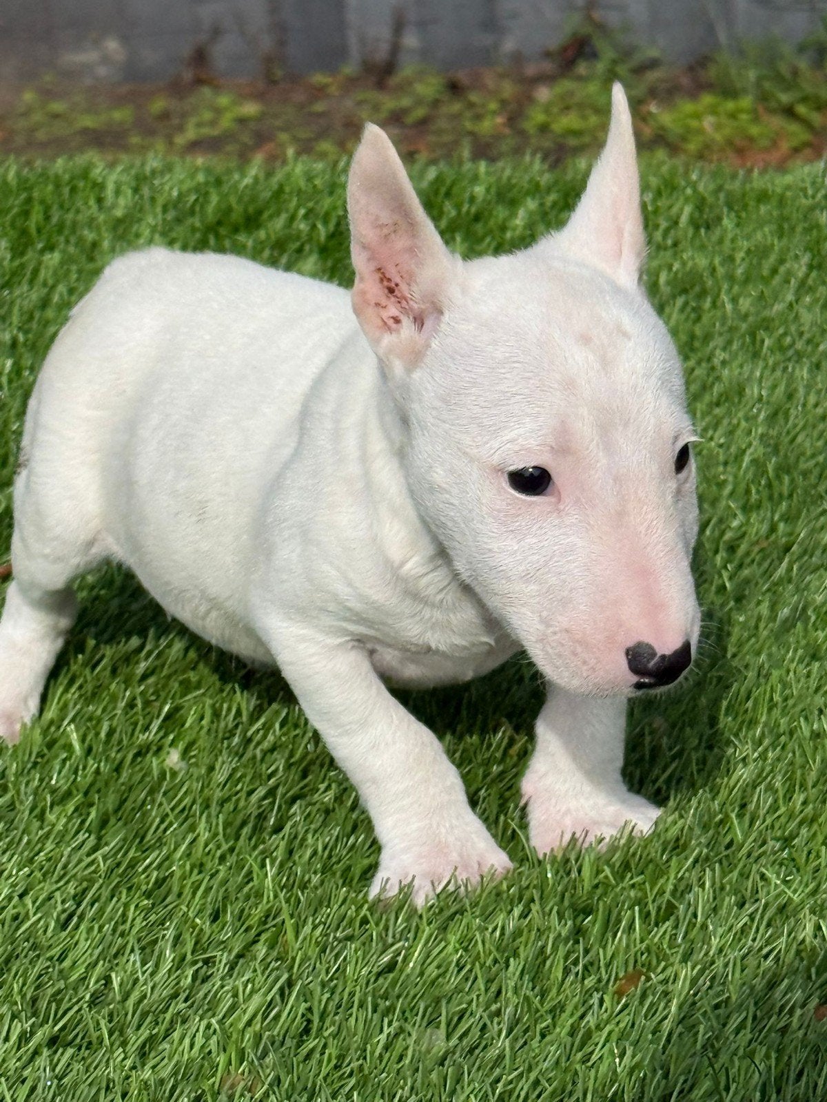 Te koop Mini Bullterriër pup, Nederland, 8 tot 15 weken, Teef, Eén hond