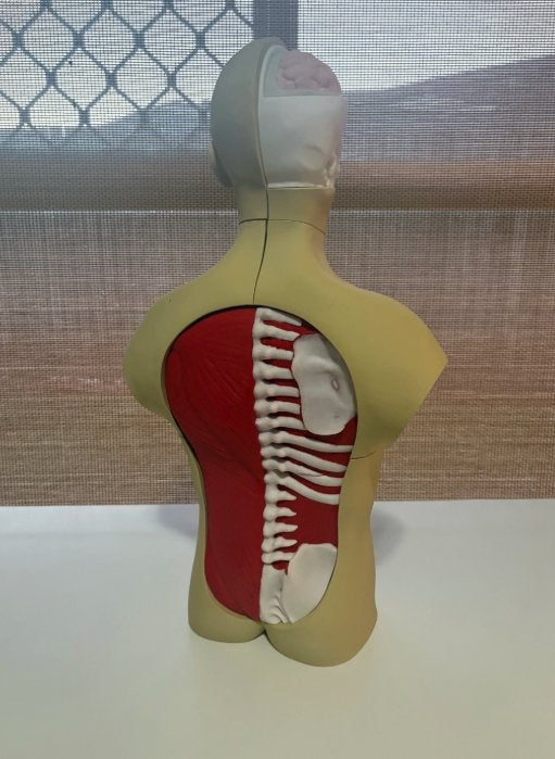 Menselijk lichaam anatomie model torso met organen 1:1, Diversen, Hengelo OV, 3Demandstudio, Nieuw, Ophalen of Verzenden