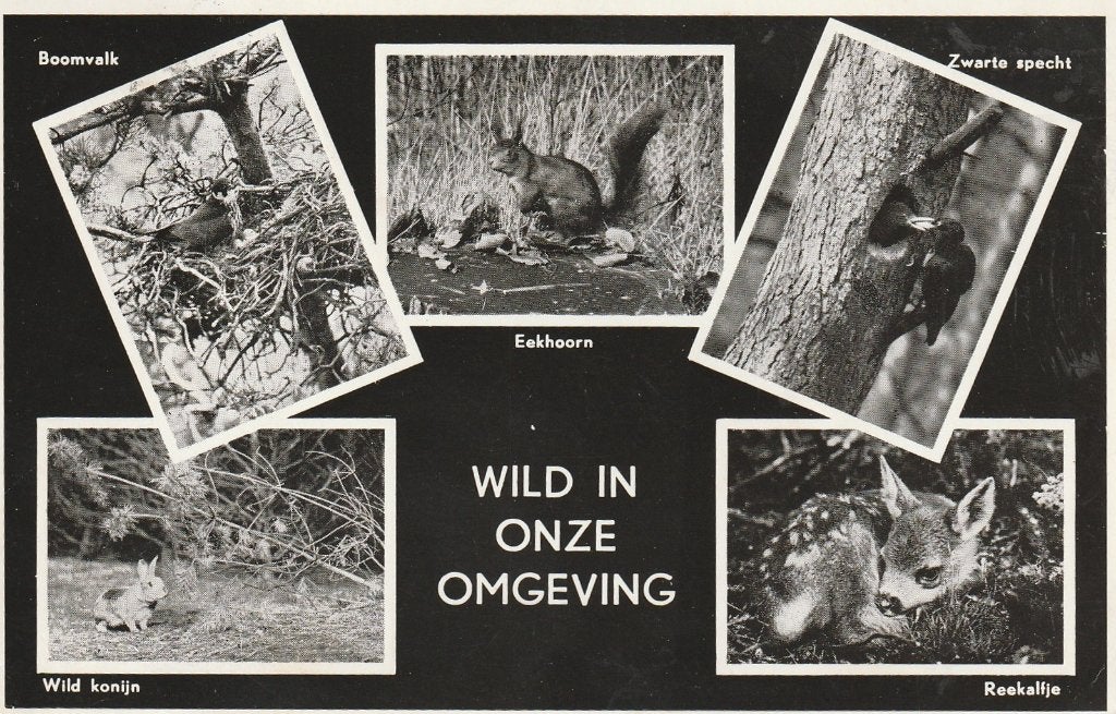 LEERSUM Wild in de Omgeving van Vakantiecentrum Ginkelduin, Verzamelen, Verzenden, 1940 tot 1960, Gelopen, Utrecht