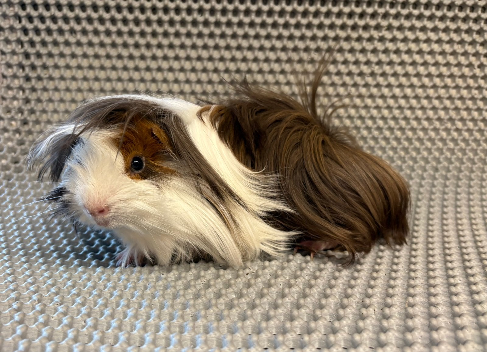 Jonge Peruvian Cavia, Dieren en Toebehoren, Knaagdieren, Mannelijk, Cavia, Januari, Tam