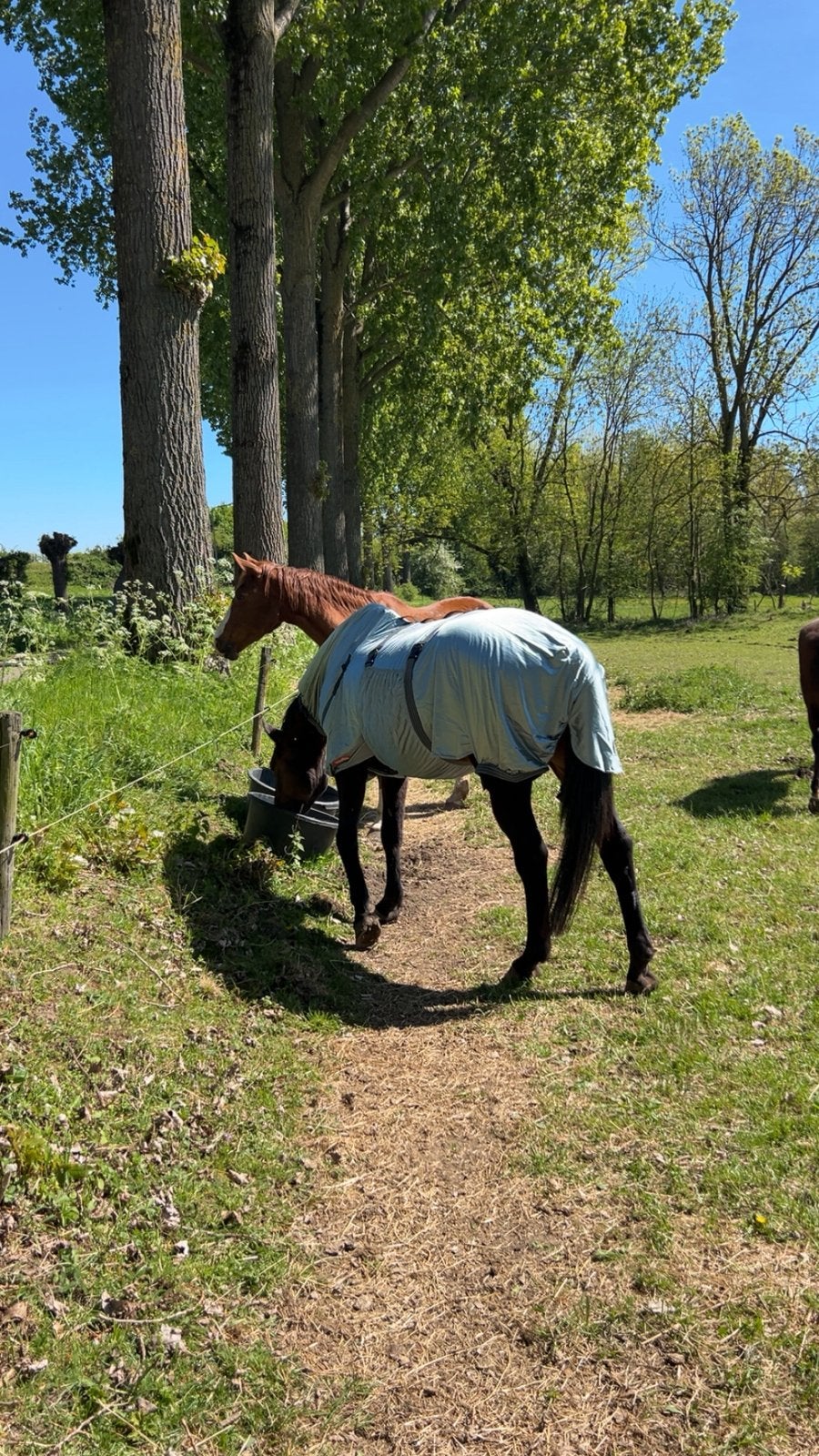 Eczeemdeken paard grijs, Ophalen, Eczeemdeken, Overige maten, Grijs