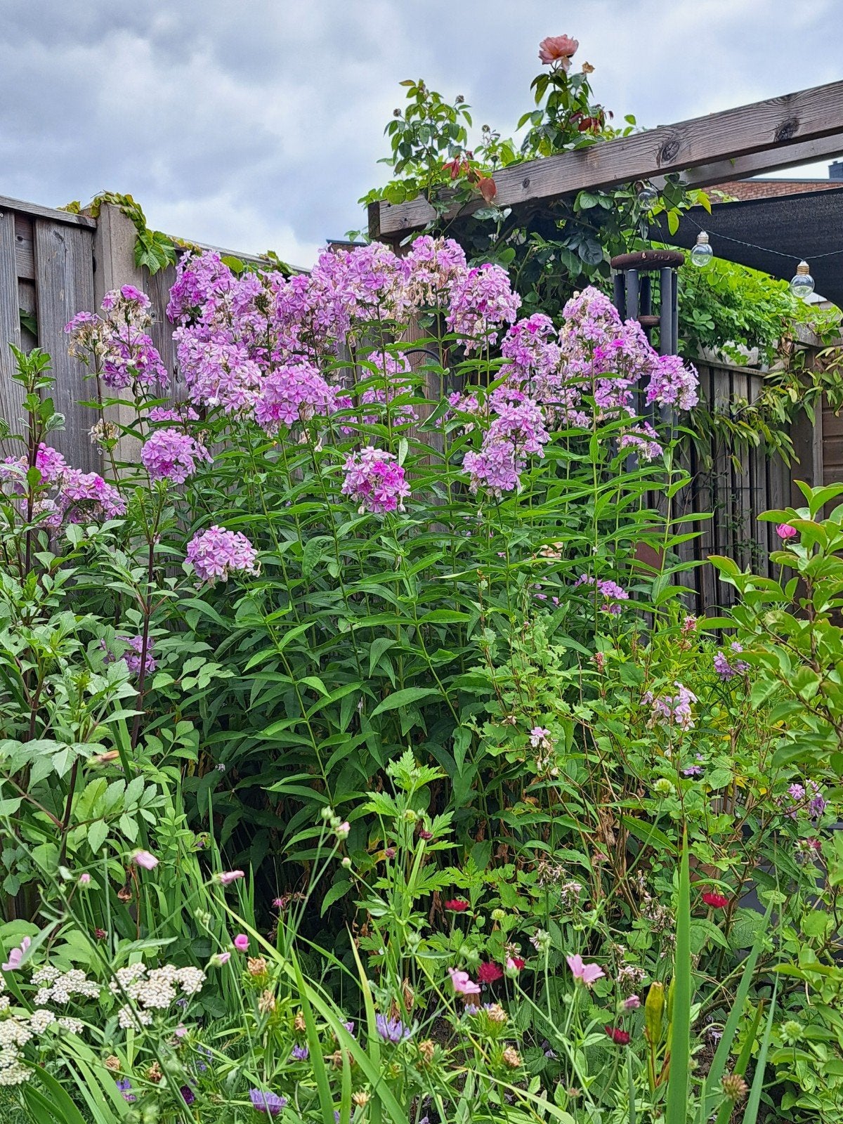 flox vaste tuinplant, Ophalen, Overige soorten, Volle zon
