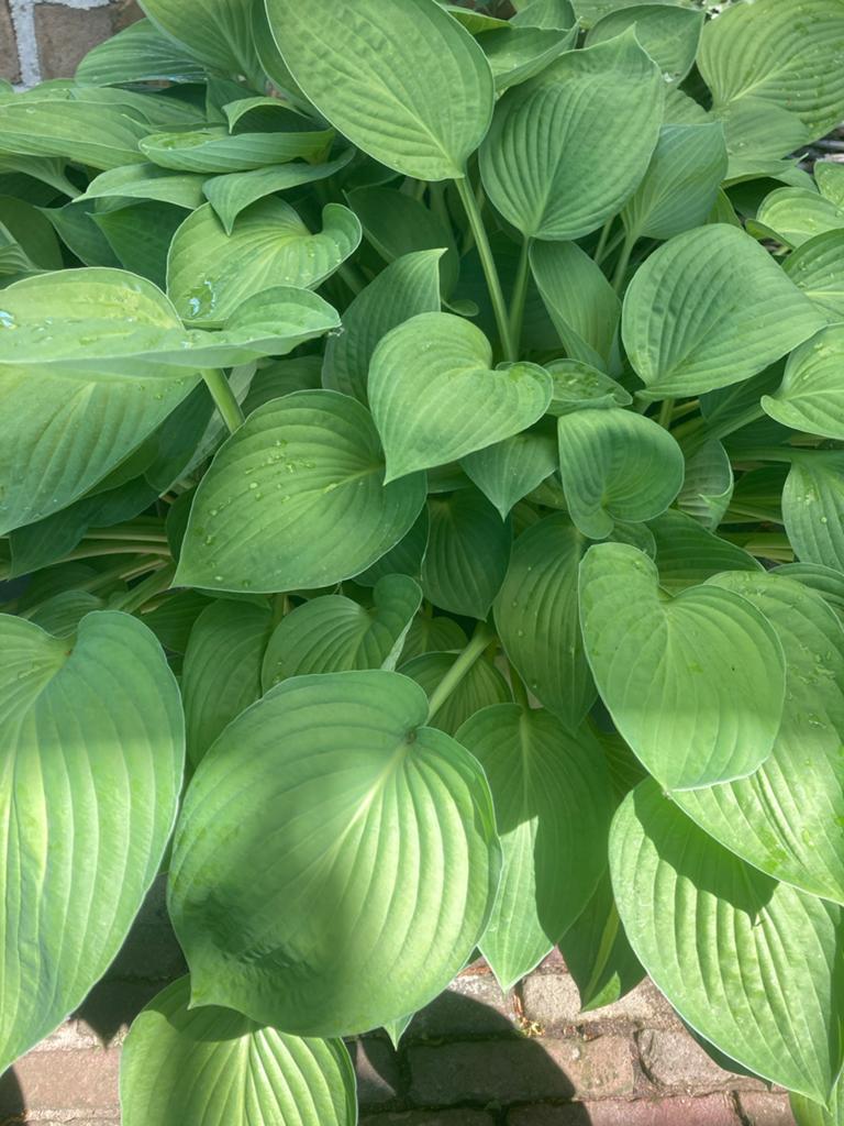 Hosta stek in pot met lila bloemen, Tuin en Terras, Planten | Tuinplanten, Vaste plant, Halfschaduw, Zomer, Ophalen