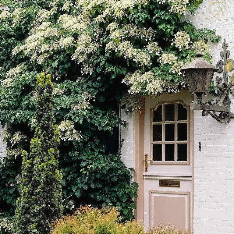 Mooie Klimhortensia zoekt nieuw plekje, Tuin en Terras, Ophalen of Verzenden