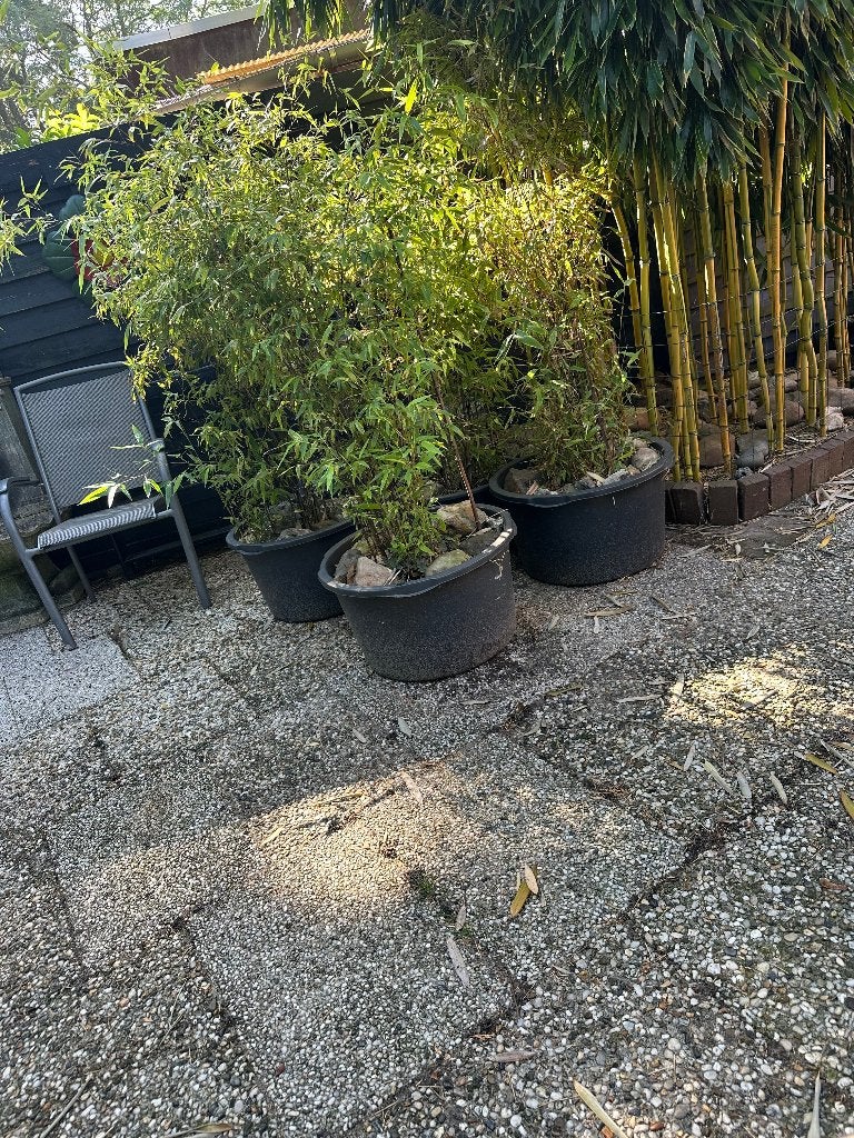 4x Bamboe stekken 3 jarig, Volle zon, Vaste plant, Bloeit niet, Ophalen