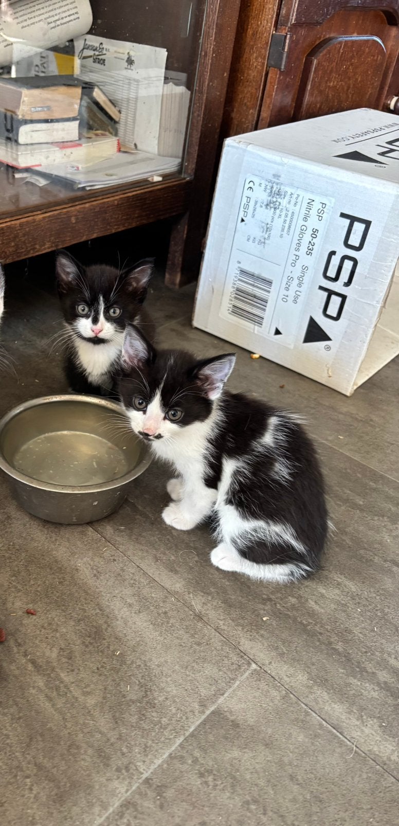 Kitten, Dieren en Toebehoren, Katten en Kittens | Overige Katten, Meerdere dieren