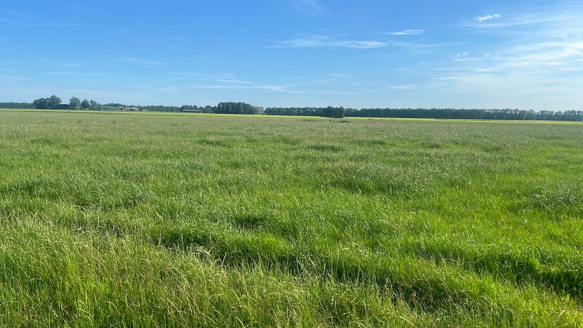 Hooi te koop, Dieren en Toebehoren, Stalling en Weidegang