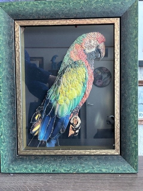 Schilderij Grote papegaai, Ophalen, Minder dan 50 cm, Zo goed als nieuw, Schilderij