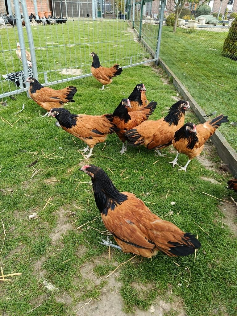 Vorwerk Kippen te koop, Dieren en Toebehoren, Pluimvee, Meerdere dieren, Kip