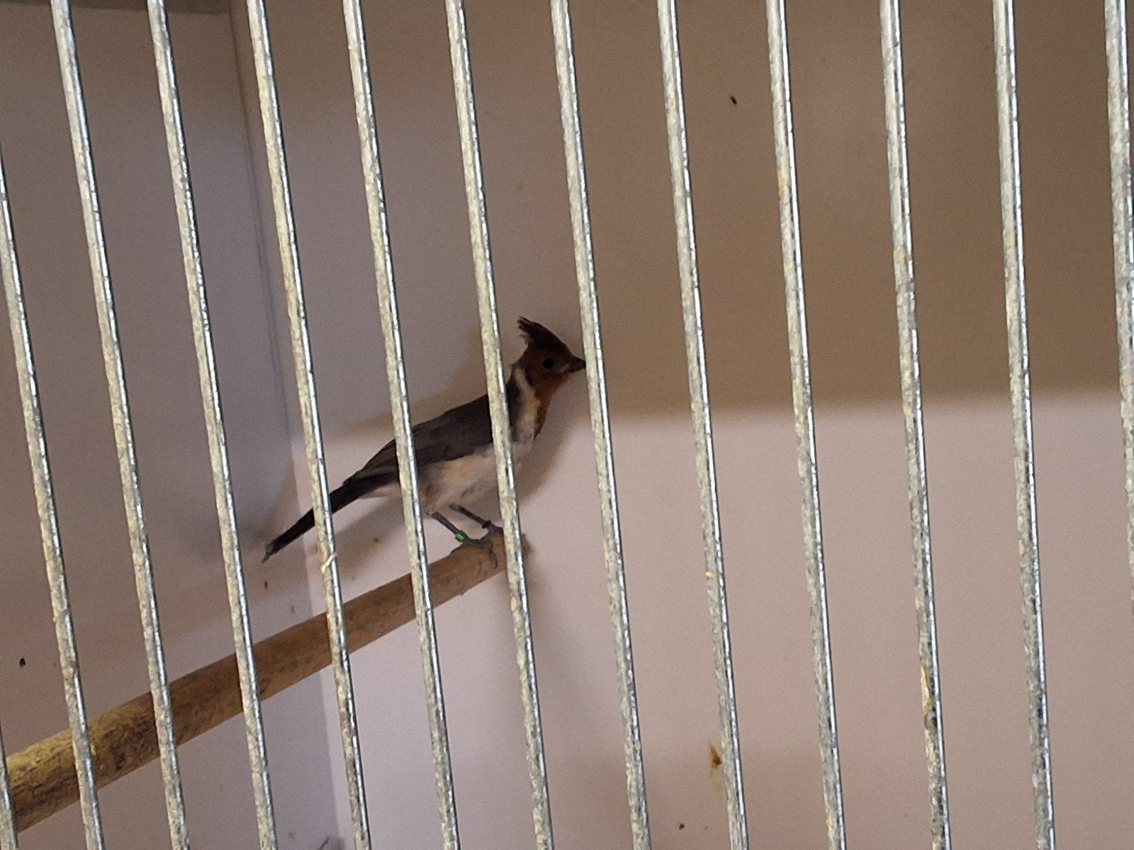 Prachtige roodkuif kardinalen met DNA 2026 mannen, Mannelijk, Wildzangvogel, Geringd