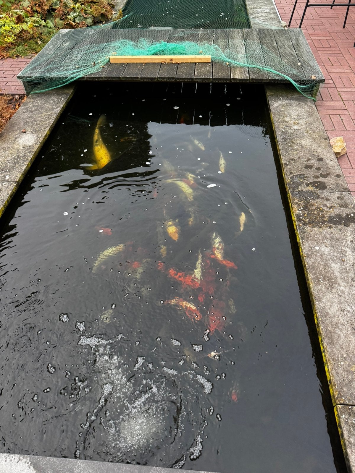 Koi karpers te koop in diverse maten, Karper of Koi