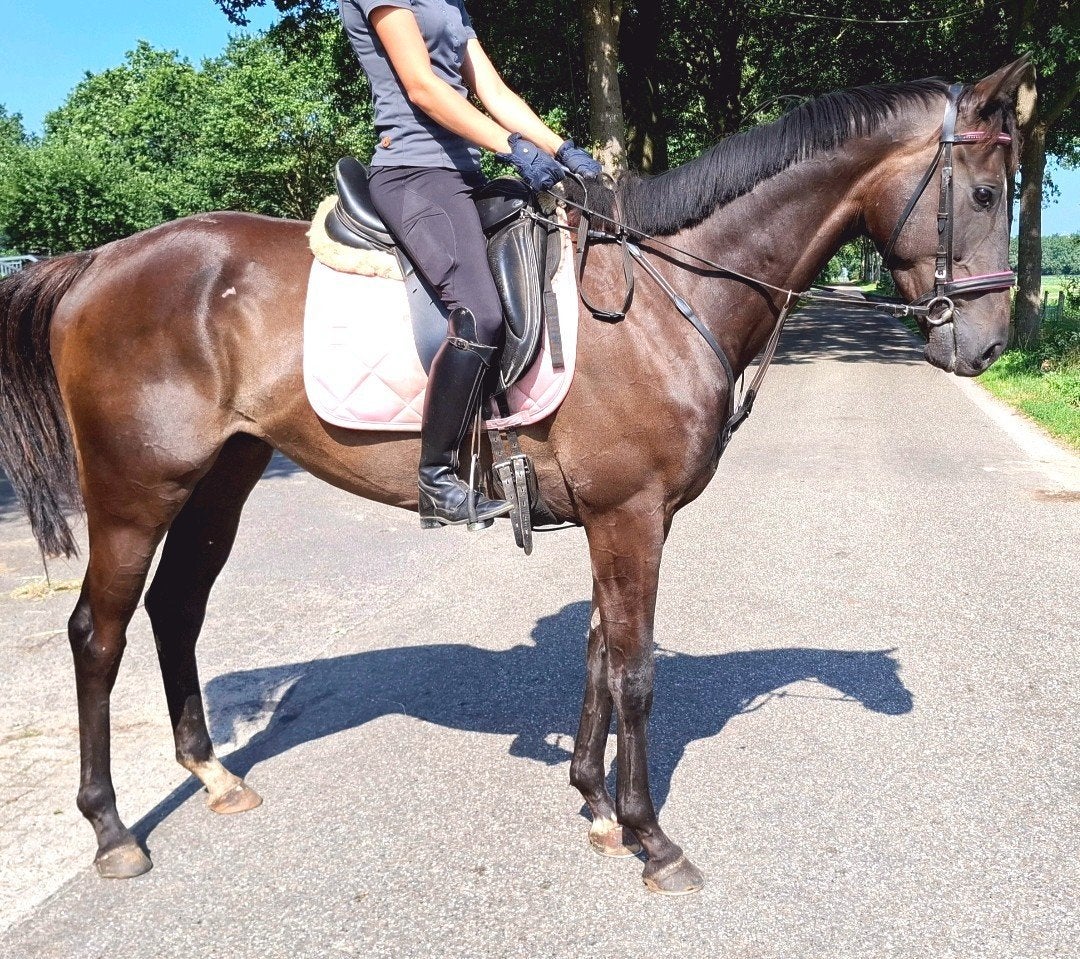 Topbrave 5 jr recreatie-manege ruin 1,67 mtr, Dieren en Toebehoren, Paarden, Ruin, 3 tot 6 jaar, 160 tot 165 cm, Recreatiepaard