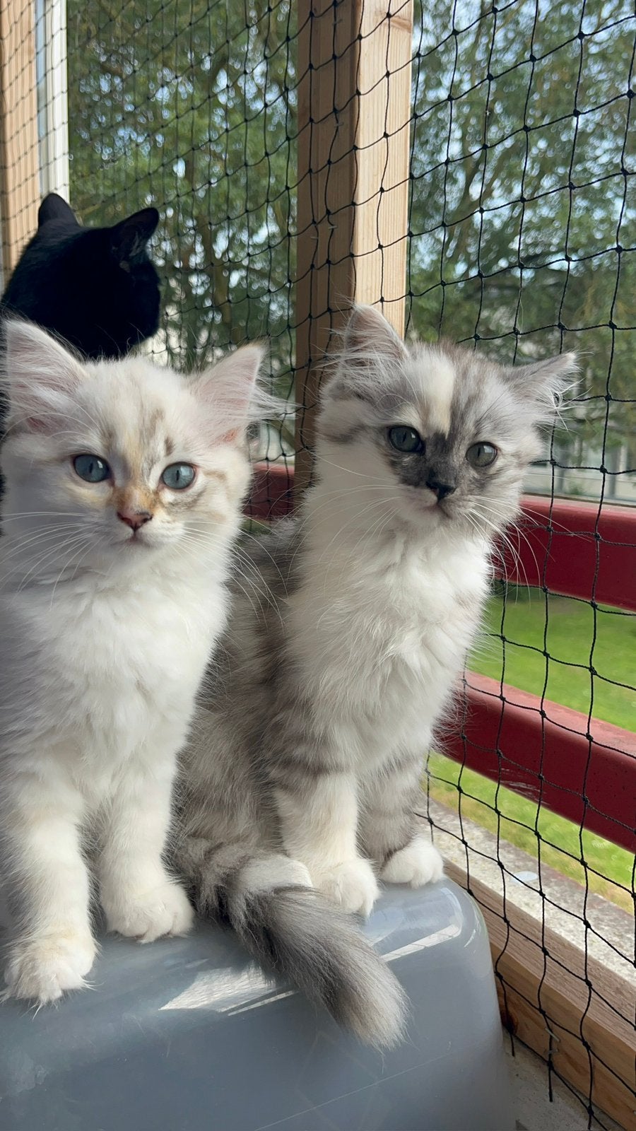 Britse langhaar kittens, Meerdere dieren, Ontwormd