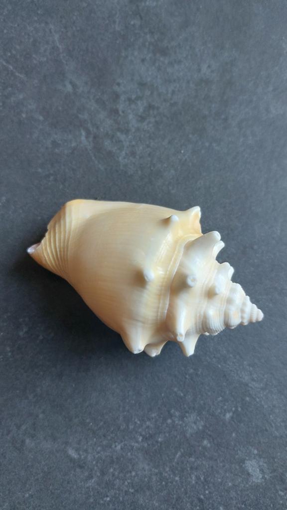 Te koop schelp, Ophalen of Verzenden, Schelp(en)