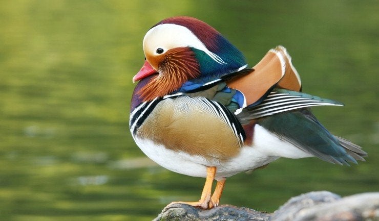 beschikbaar manderijneenden, Dieren en Toebehoren, Pluimvee, Meerdere dieren, Eend
